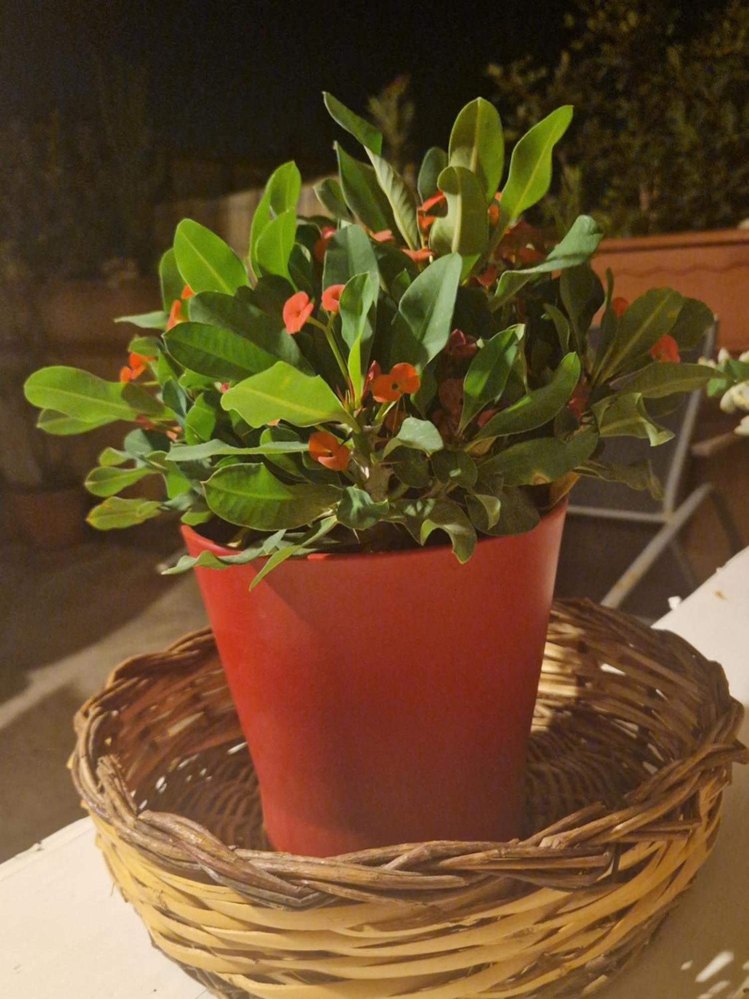 La Casa Di Melina - Home Book & Green Lovely Terrace Pachino Εξωτερικό φωτογραφία