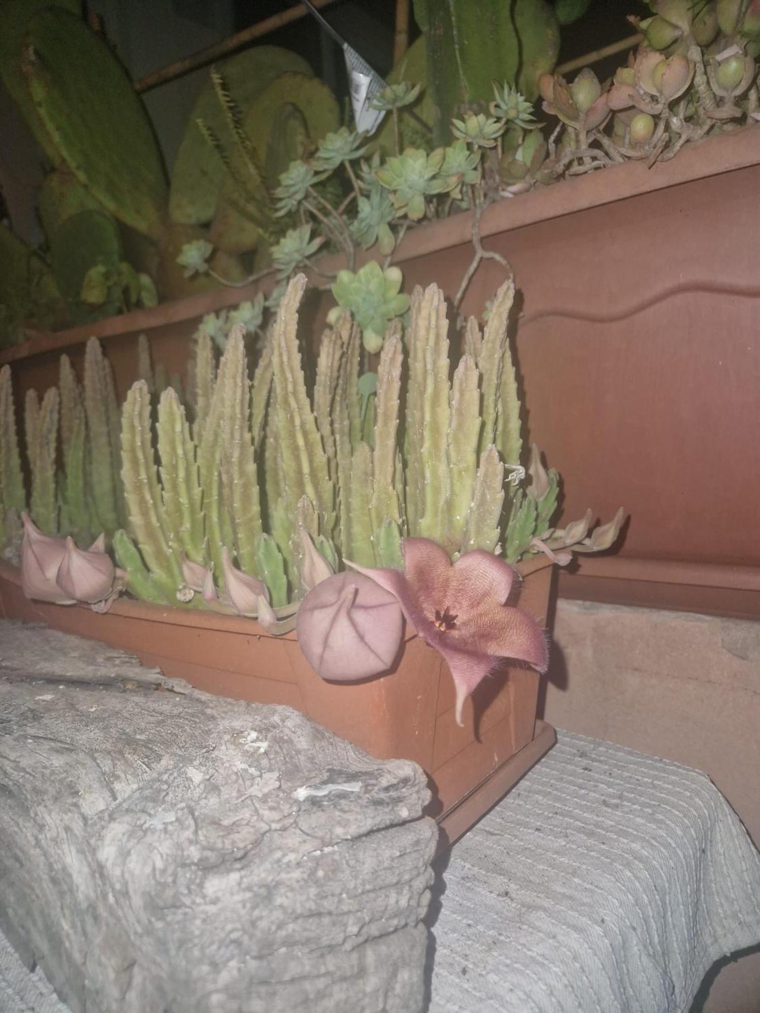 La Casa Di Melina - Home Book & Green Lovely Terrace Pachino Εξωτερικό φωτογραφία
